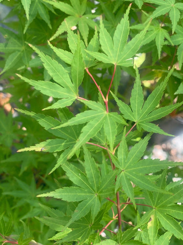 Acer palmatum 'Wildfire' - mapleridgenursery
